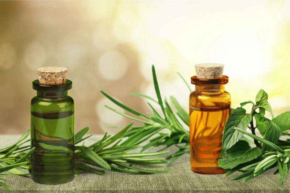 Fresh tea tree and essential oil